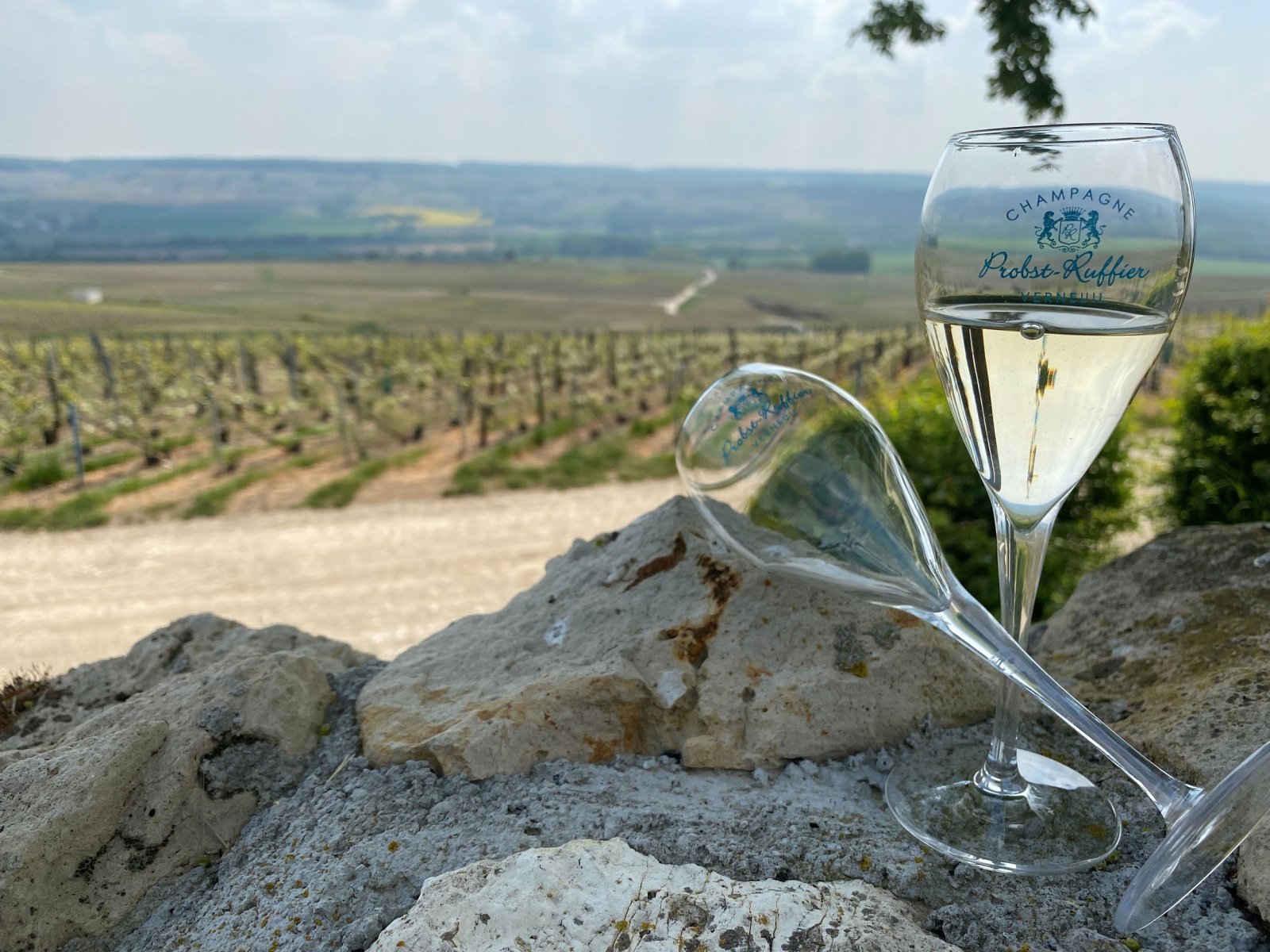 Détail d'une grappe de raisin Meunier, dans nos vignes sur notre parcelle située à Épernay